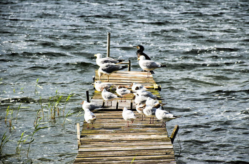 Fleesensee Urlaub