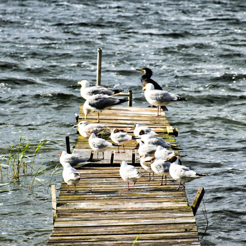 Fleesensee Urlaub