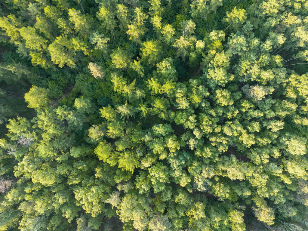 Fleesensee Wald