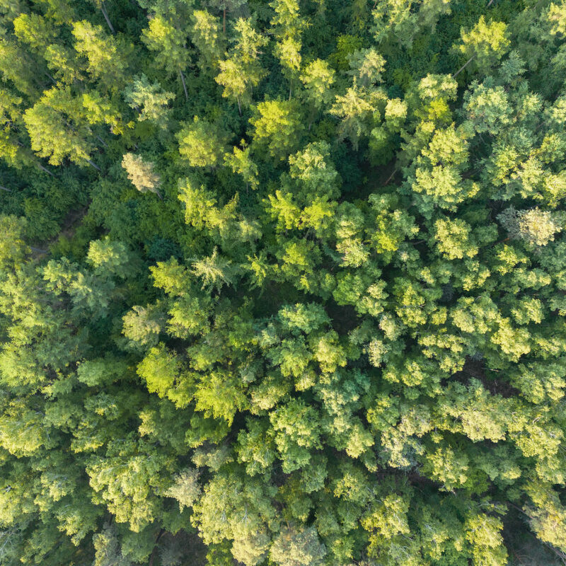 Fleesensee Wald